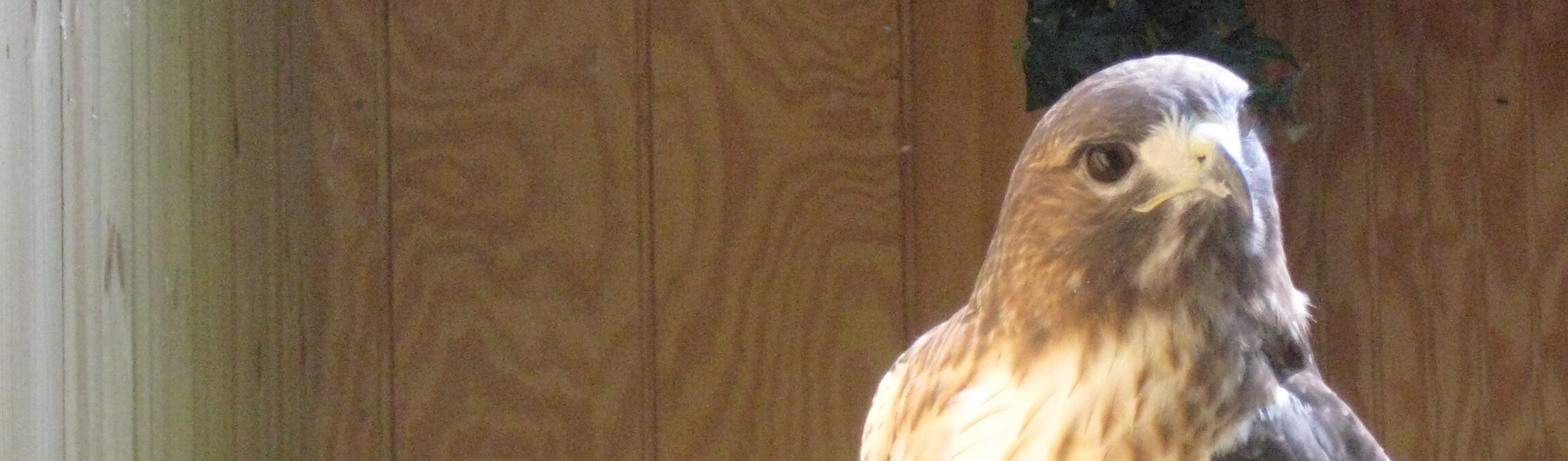off-center photo of a redtailed hawk looking to the side